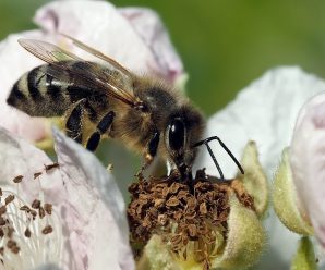 美国昆虫学家：欧洲蜜蜂正在“营养不良”