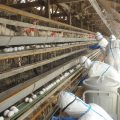 日本各地陆续出现禽流感疫情 兵库县一日扑杀4.4万只鸡